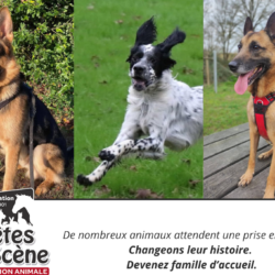 On parle de nous dans le Mag Web Savoir Animal !