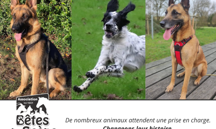 On parle de nous dans le Mag Web Savoir Animal ! On parle de nous dans le Mag Web Savoir Animal !