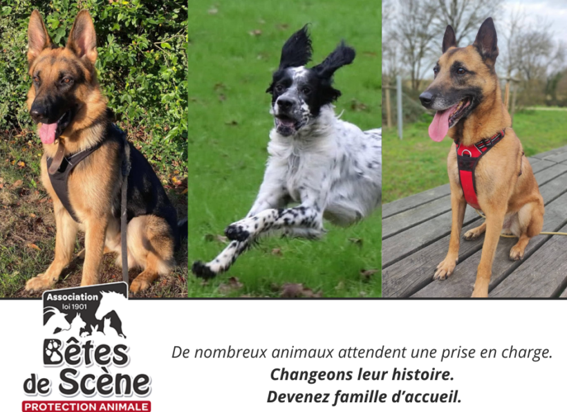 On parle de nous dans le Mag Web Savoir Animal ! On parle de nous dans le Mag Web Savoir Animal !