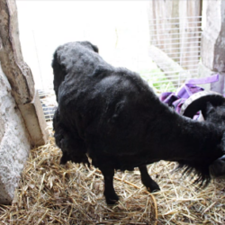 Négligé pendant des années, Soot a été pris en charge par l’association.