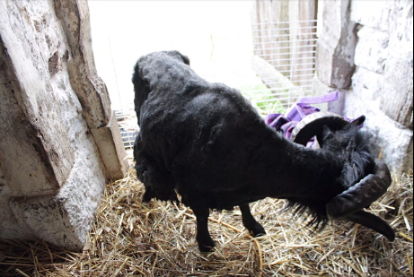Négligé pendant des années, Soot a été pris en charge par l’association. Négligé pendant des années, Soot a été pris en charge par l’association.